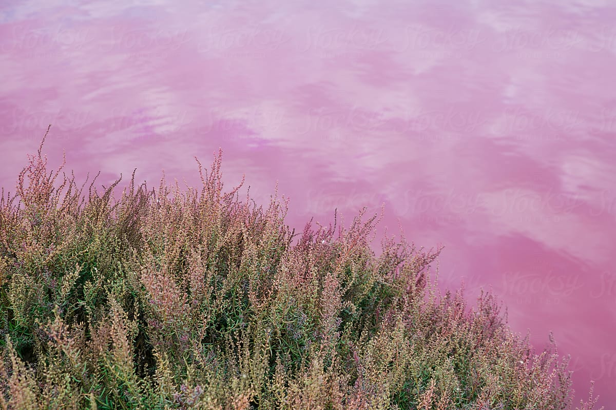 Pink Lake with Shrub