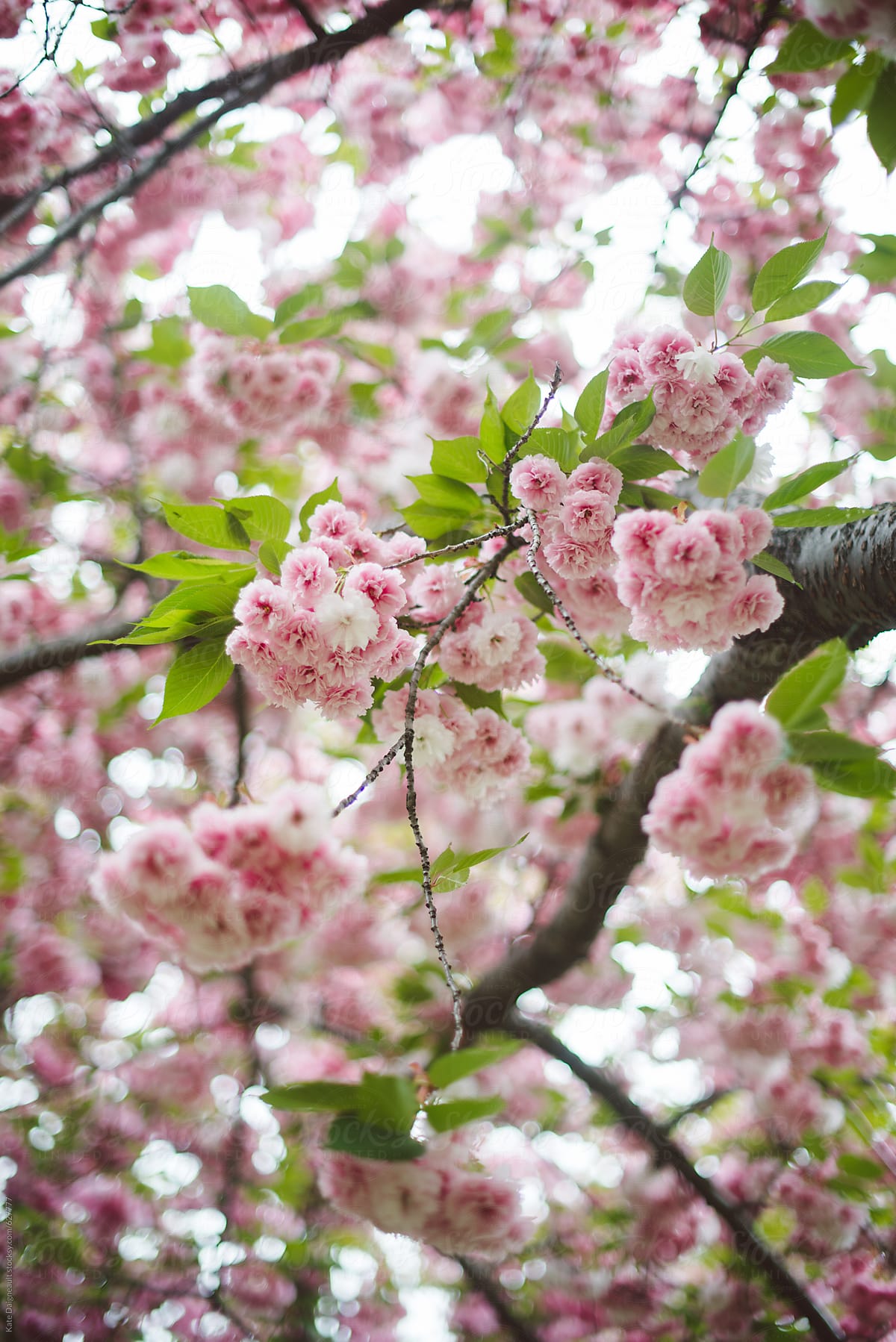 Cherry blossoms bloom for spring at the Brooklyn Botanic Garden