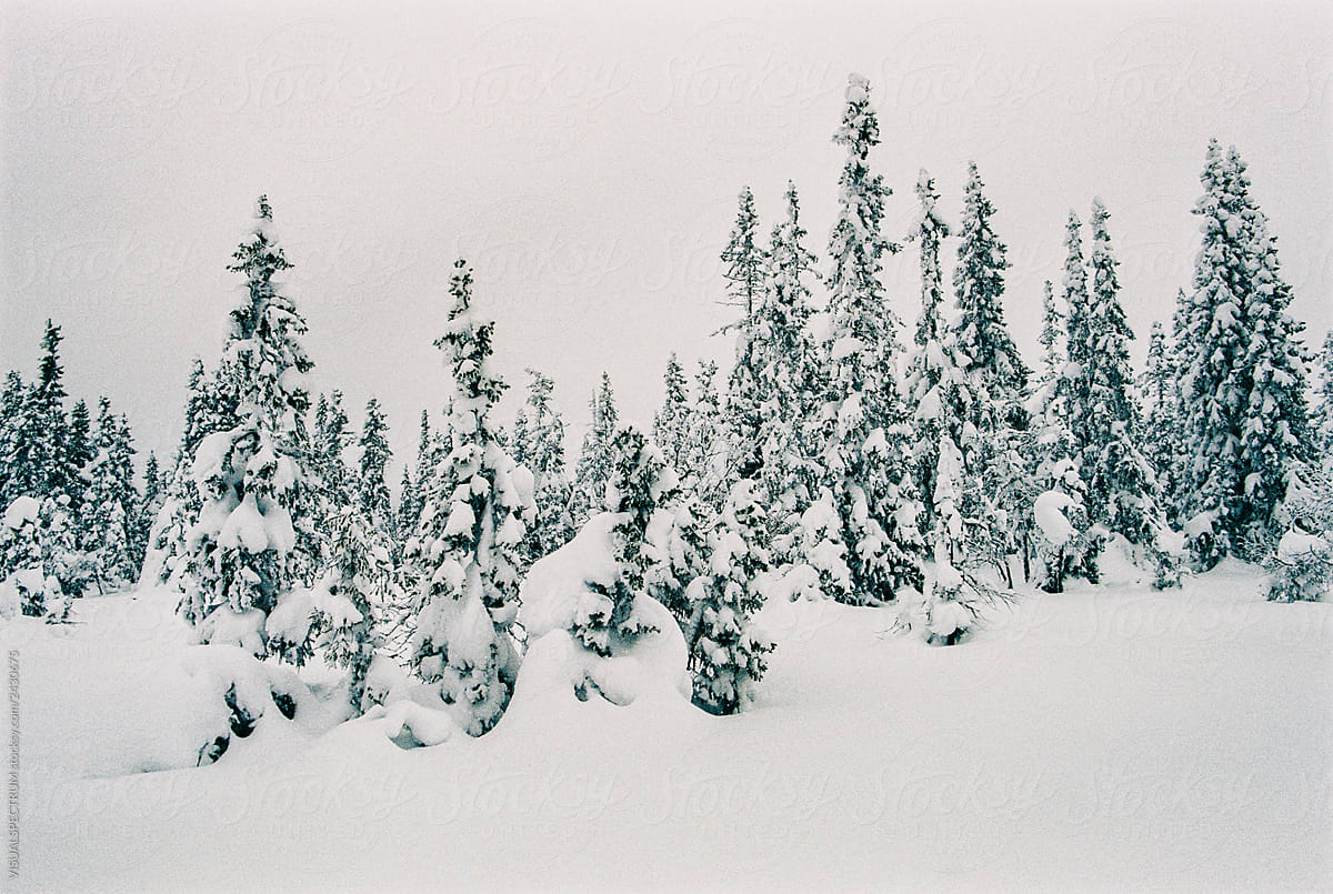 White Winter Wonderland - Beautiful Fir Trees Covered With Fresh Powder Snow