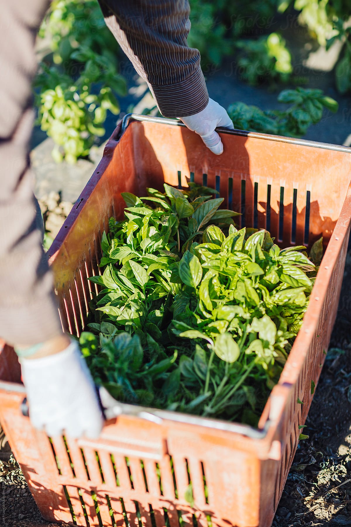 hands picking crate of fresh basil