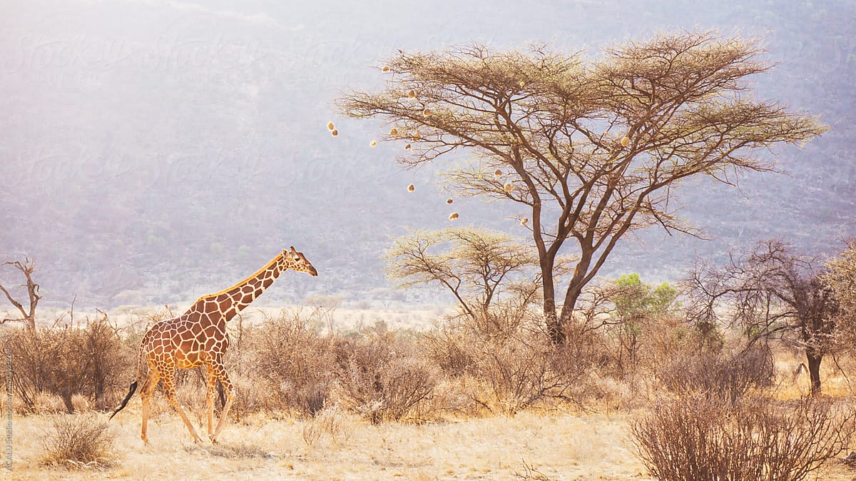 Kenyan landscape with a walking giraffe