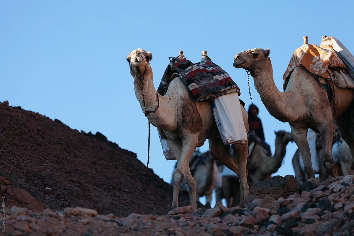 Egypt camel caravan group animal in desert on nature