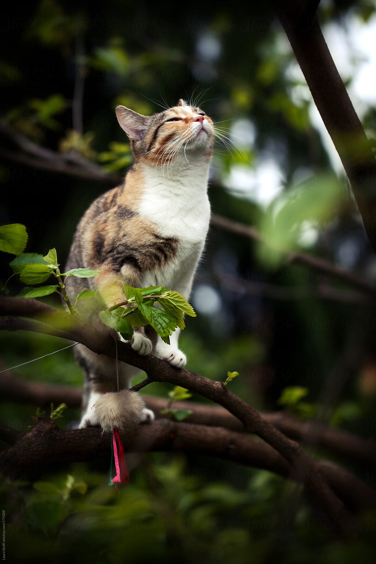 She is a conqueror: young cat on green branch smells the air