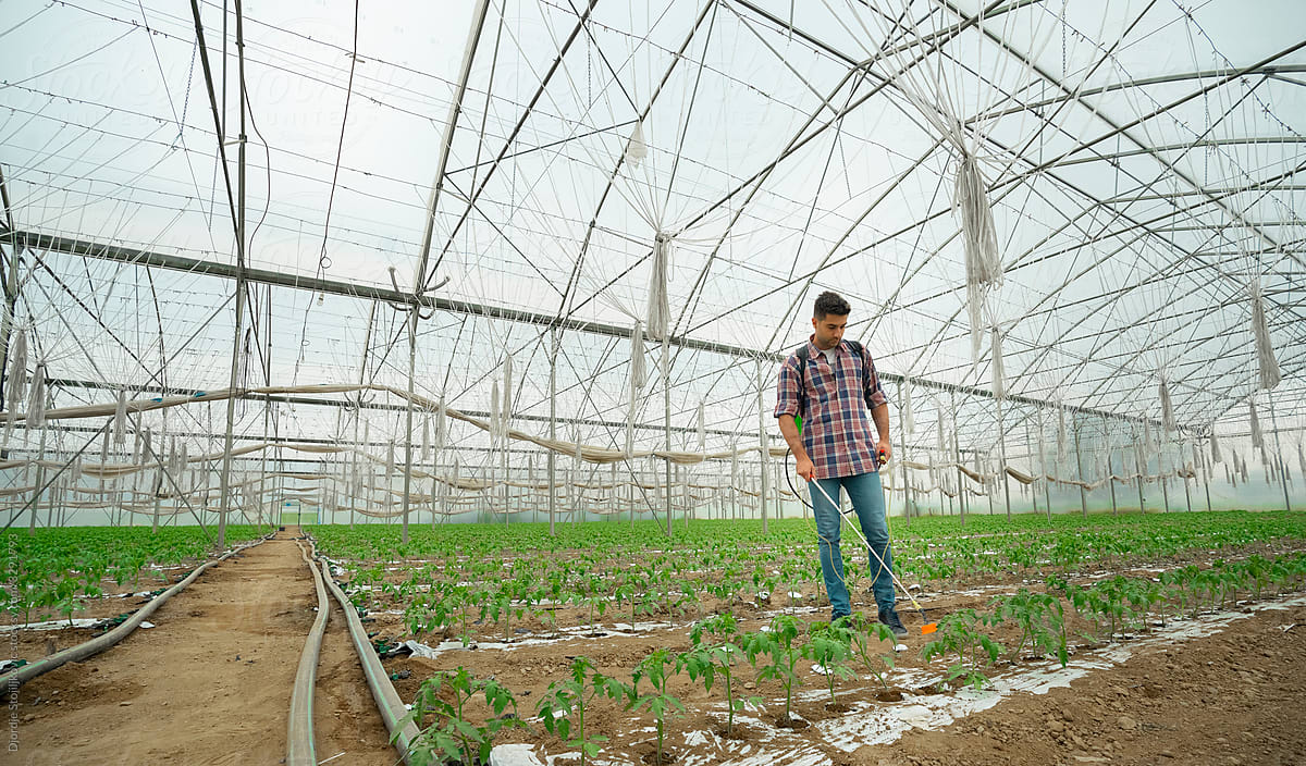 A farmer spraying plants in a greenhouse