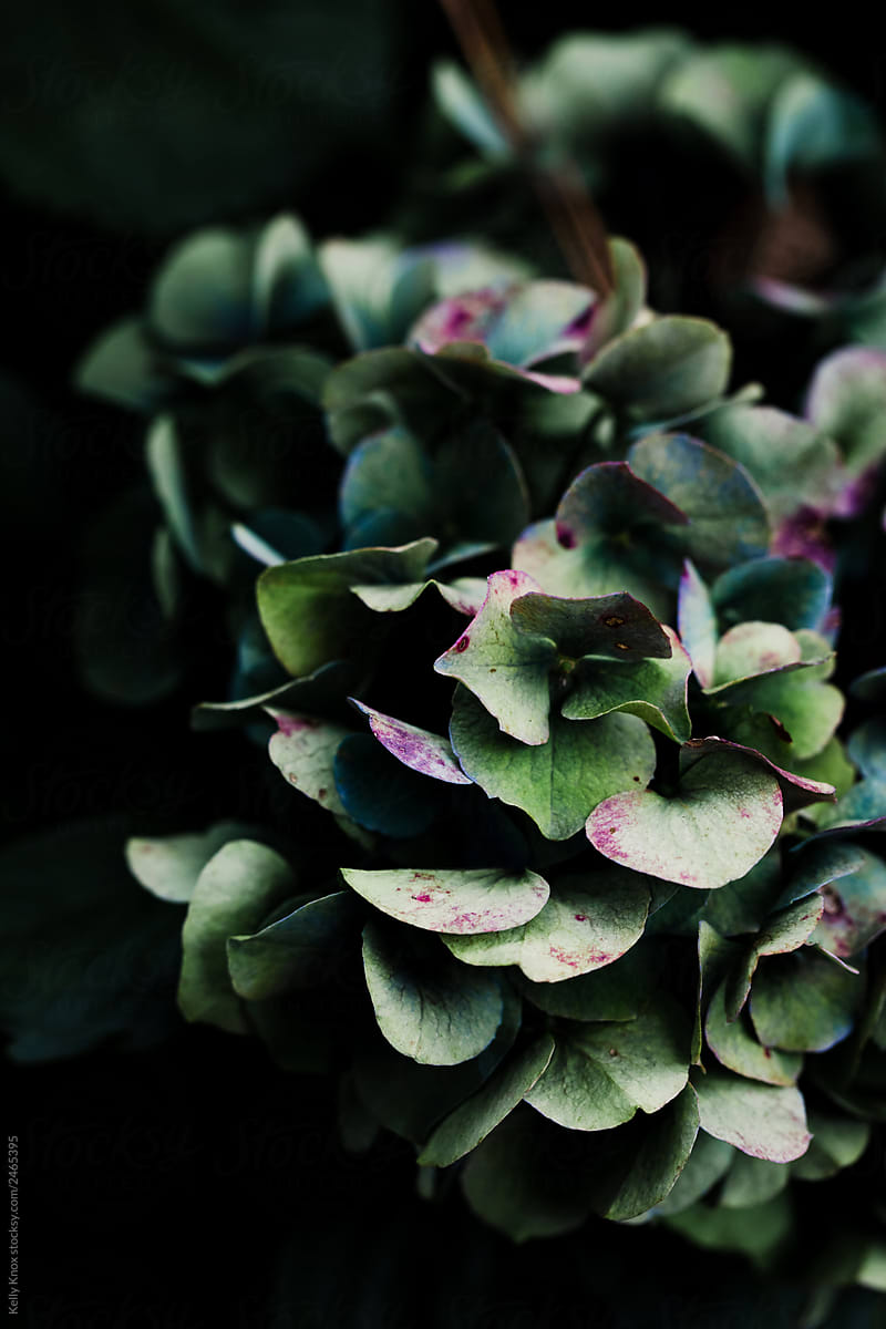 hydrangea in moody light