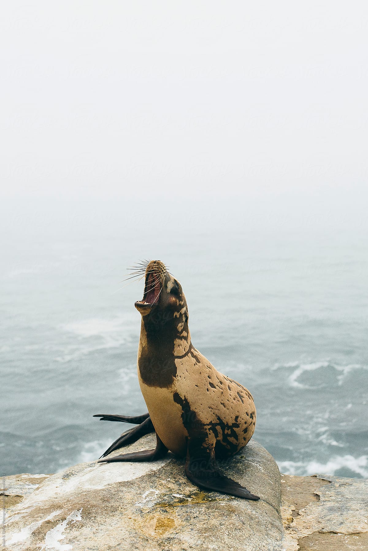 Sea lion yawning on rock