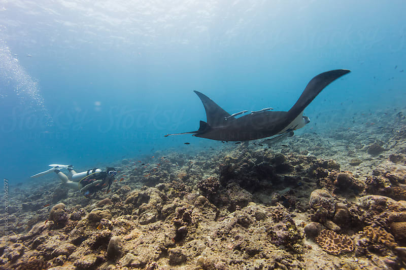 scuba diving with manta ray