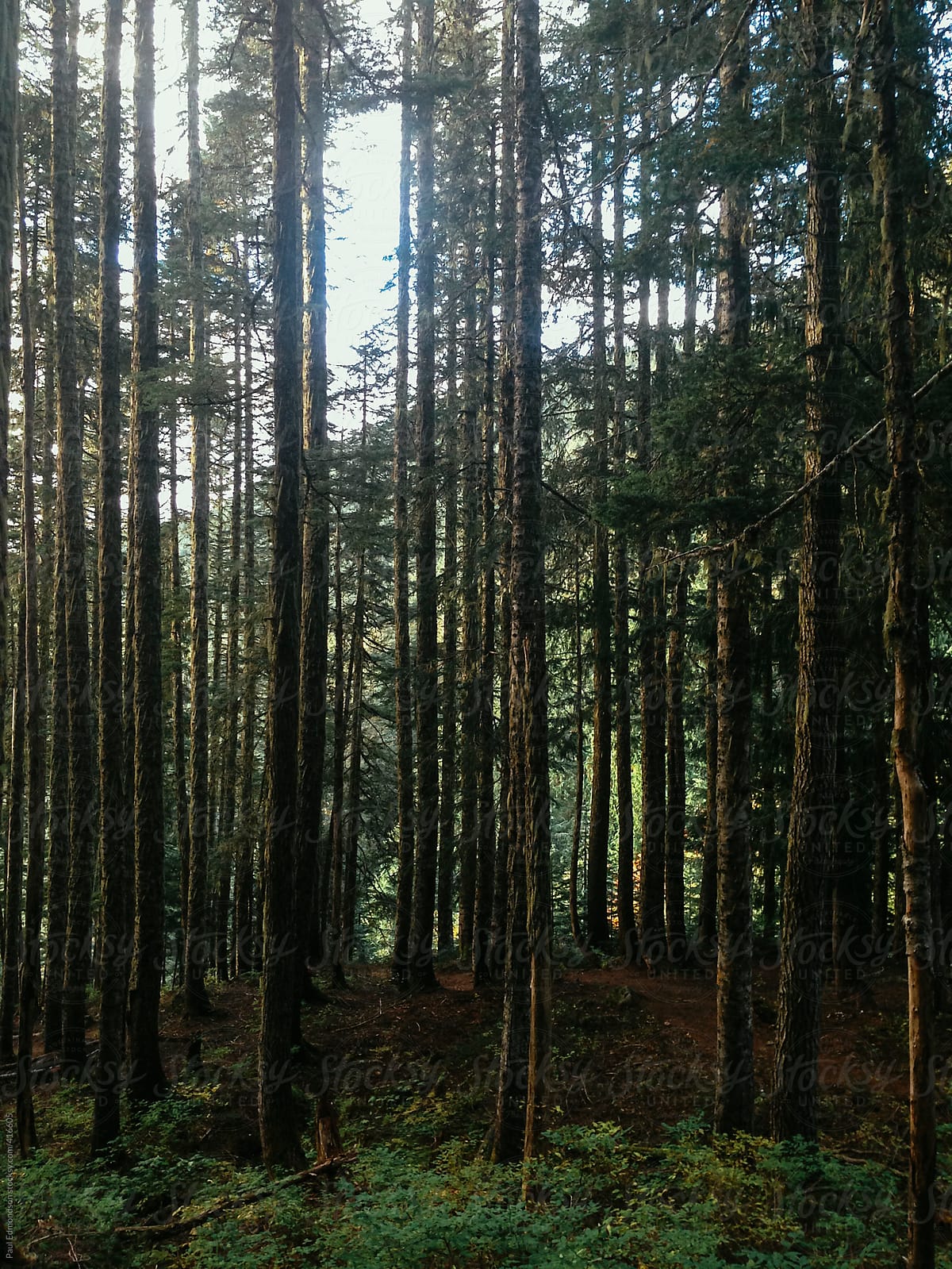Forest in North Cascades NP, WA, USA