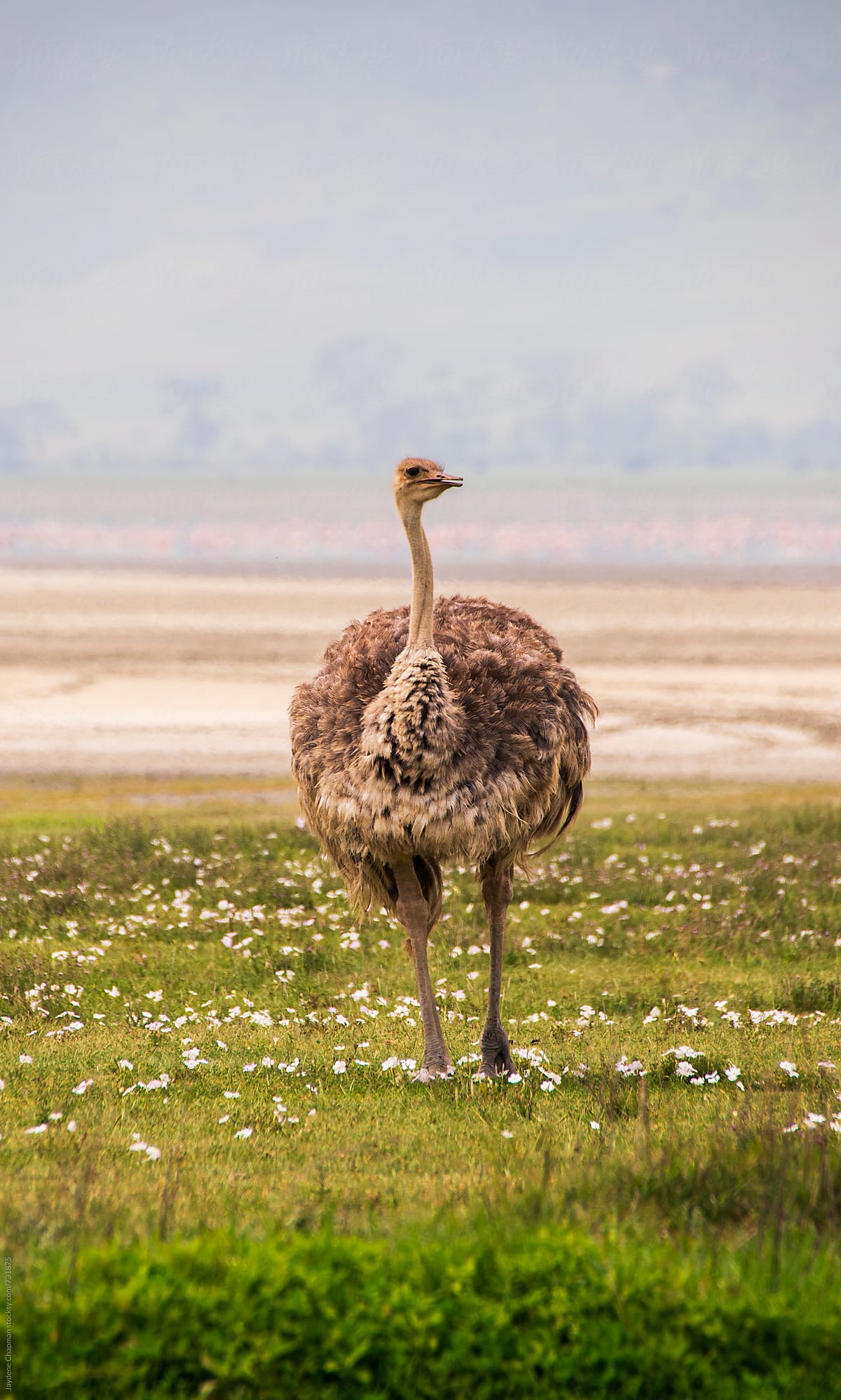 Female Ostrich, Ngorongoro Crater, Tanzania, Africa