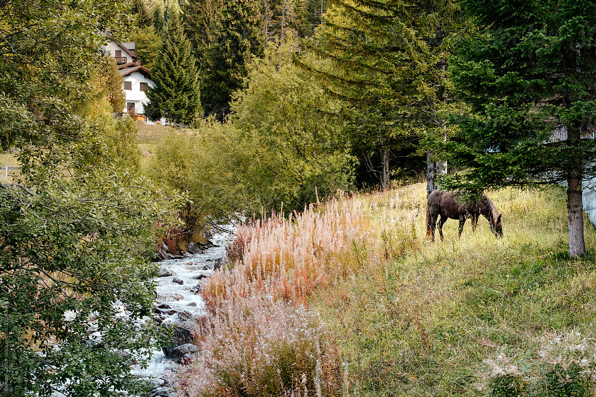 A horse grazing next to an alpine mountain river and pine trees in the village of Lenzerheide, Switzerland