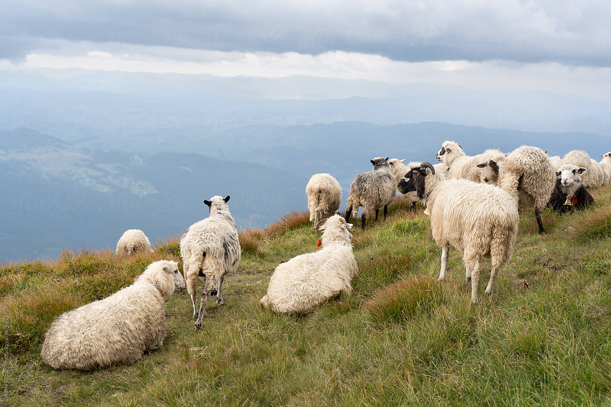 Herd of sheep on green mountain peak
