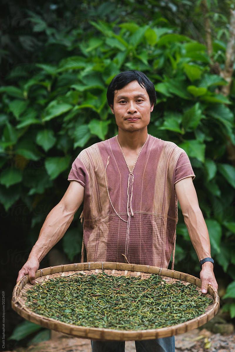 Young Karen processing organic tea leafs