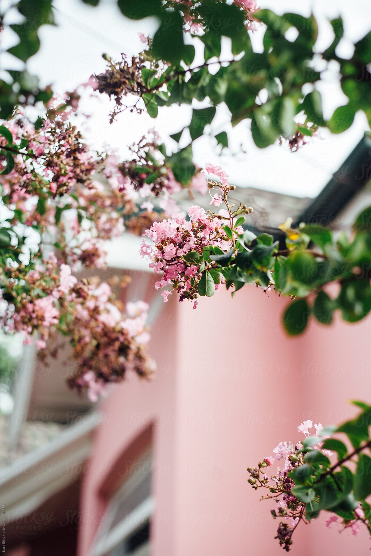 Pink house with pink flowers