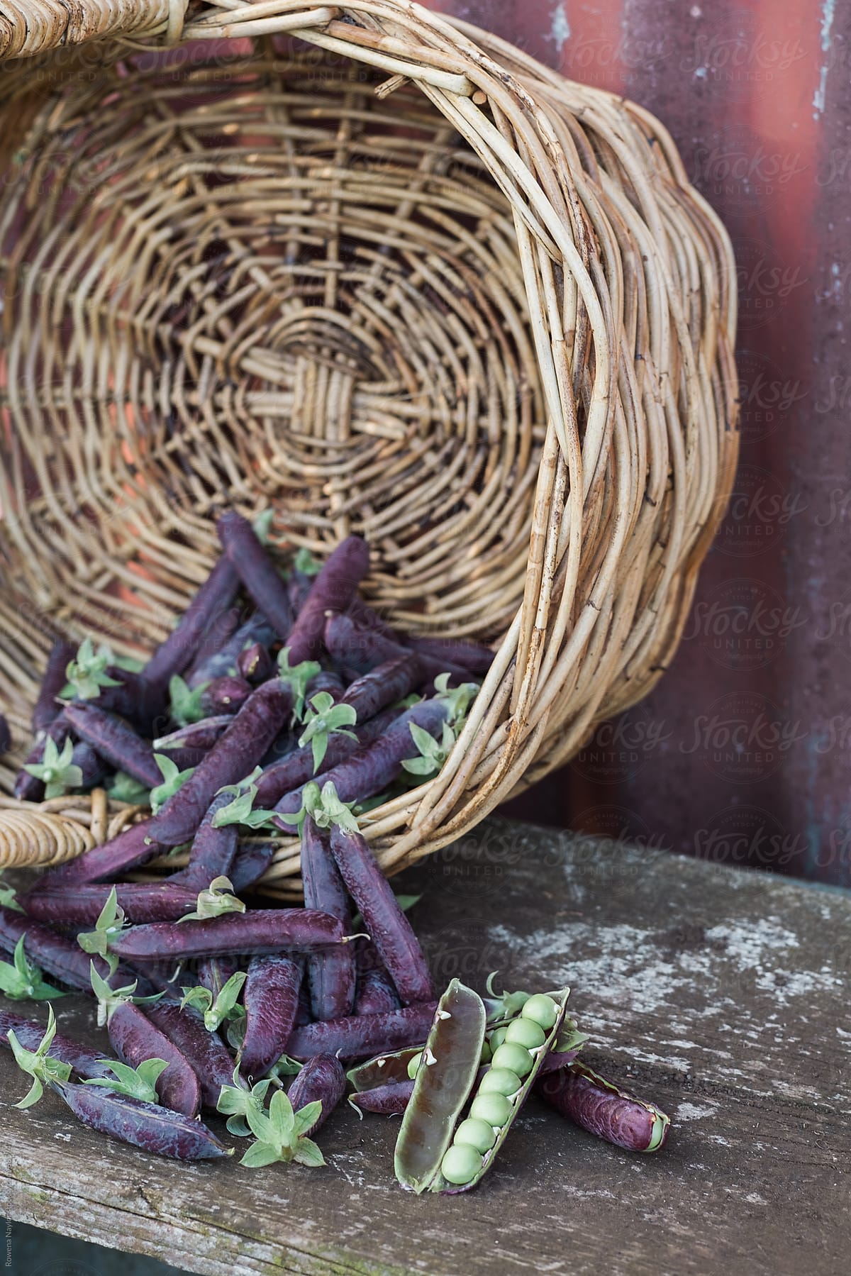 Organic Purple Pod Peas just harvested