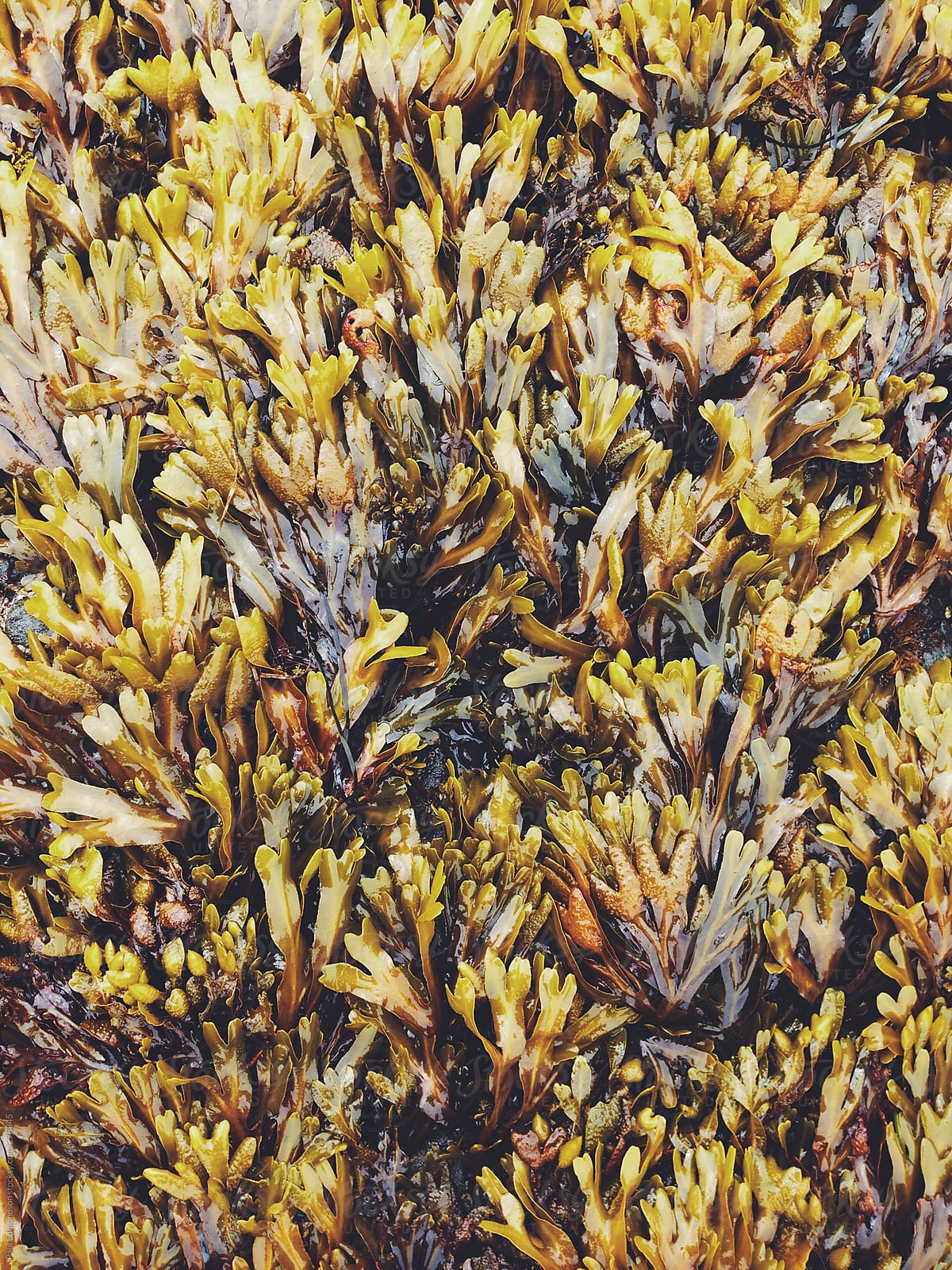 Close up of rockweed seaweed at low tide