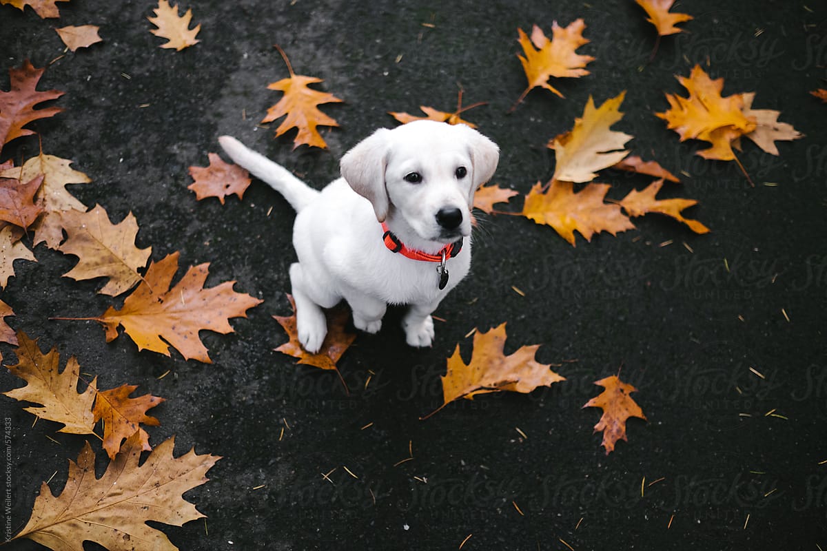 Small white lab puppy looking up at camera