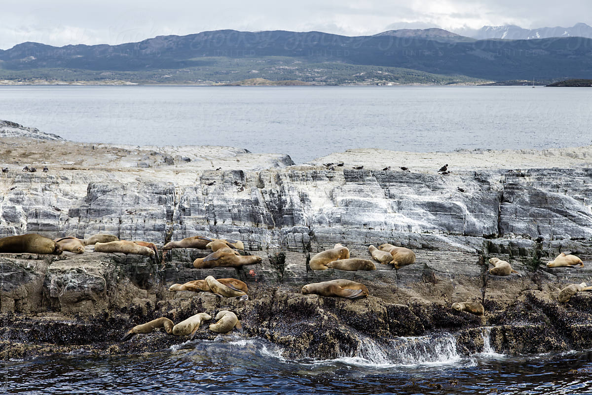 Seal Island Ushuaia