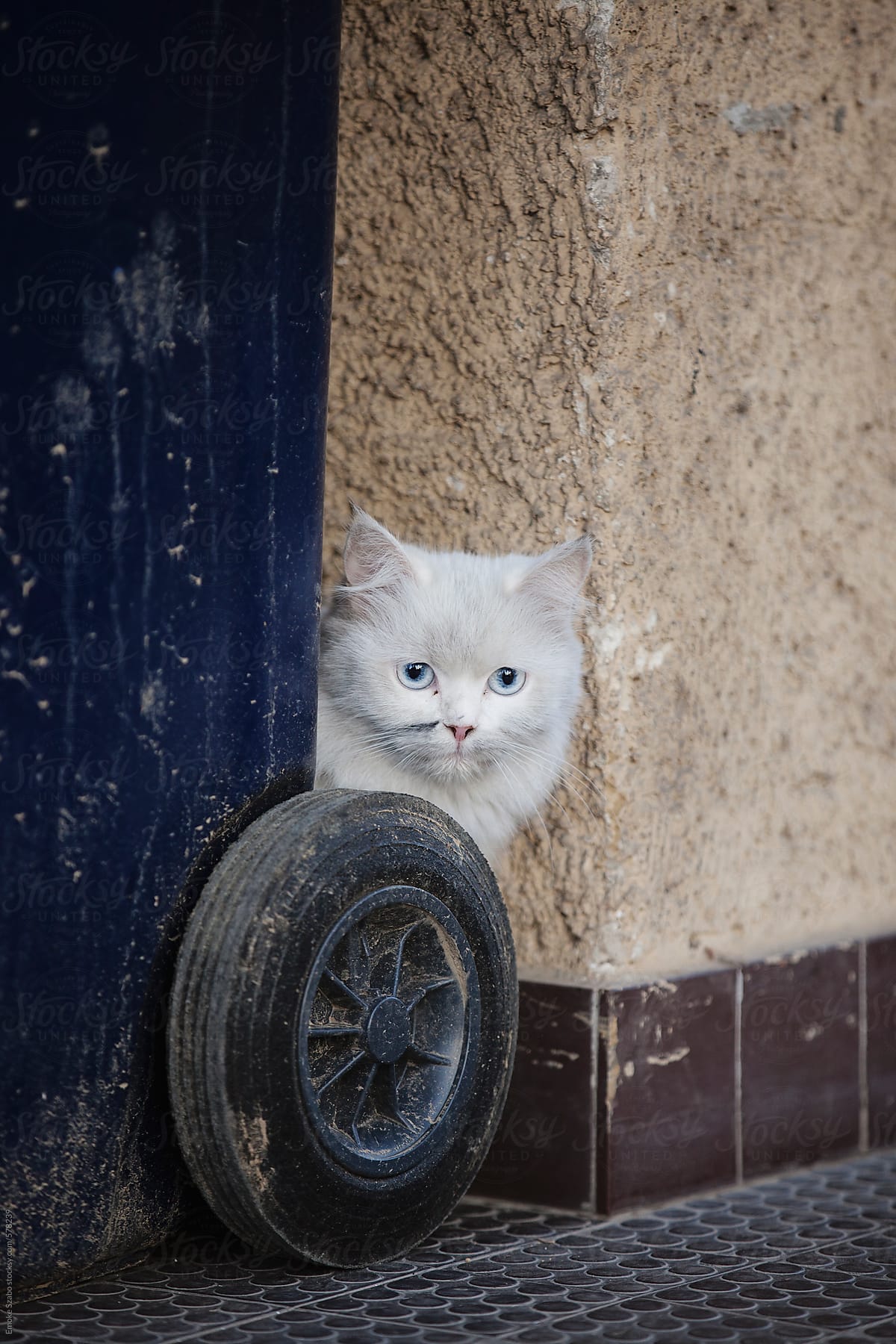White fluffy cat with blue eyes