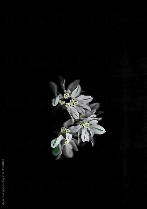 Beautiful white flower scanned