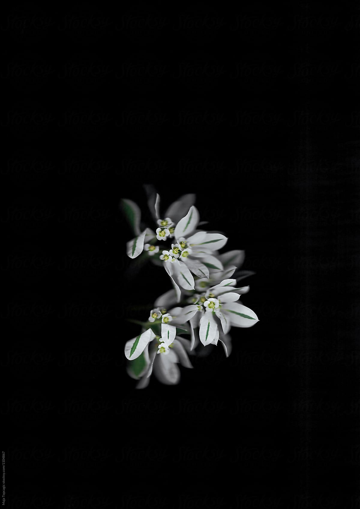 Beautiful white flower scanned