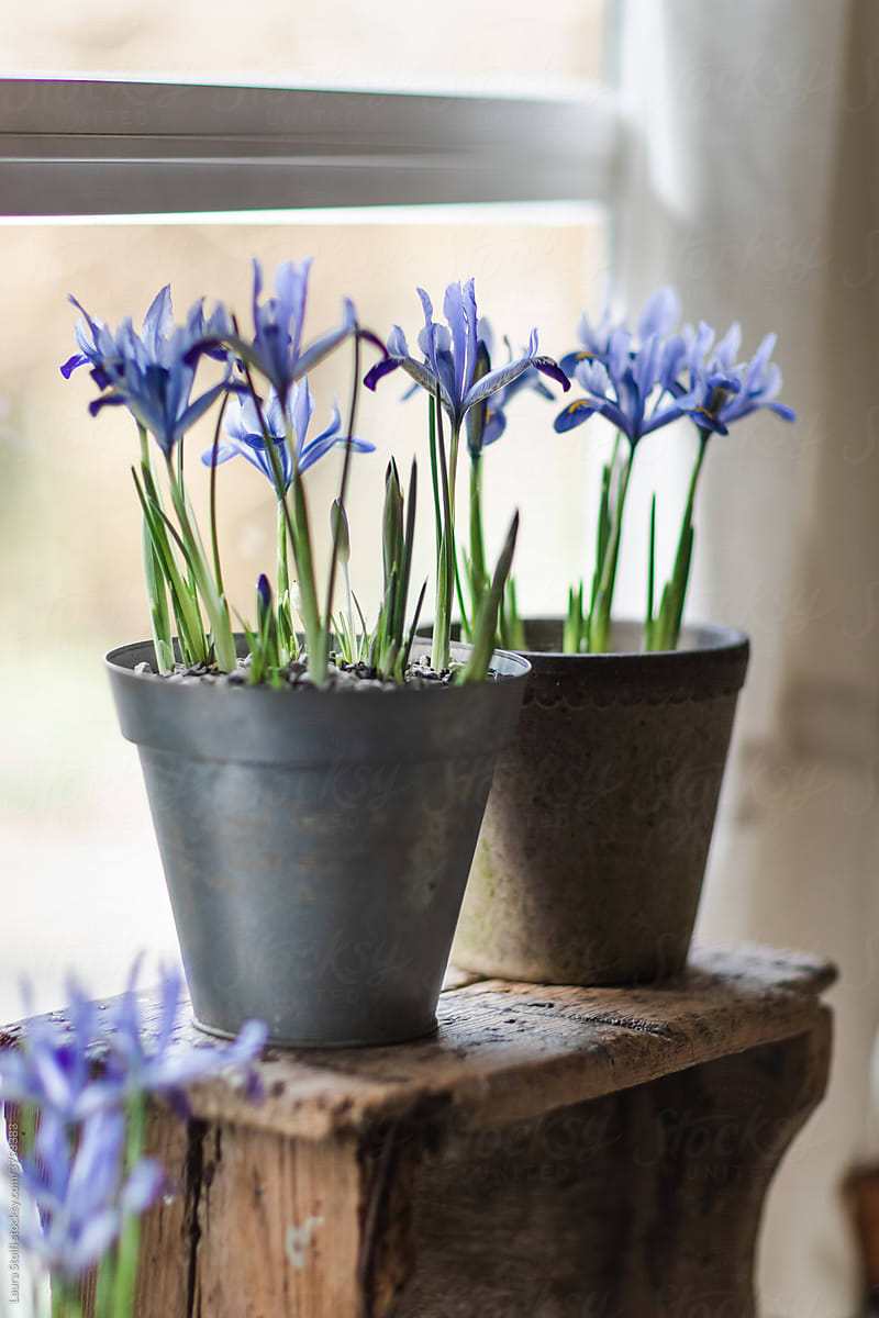 Iris flowers in pots by window