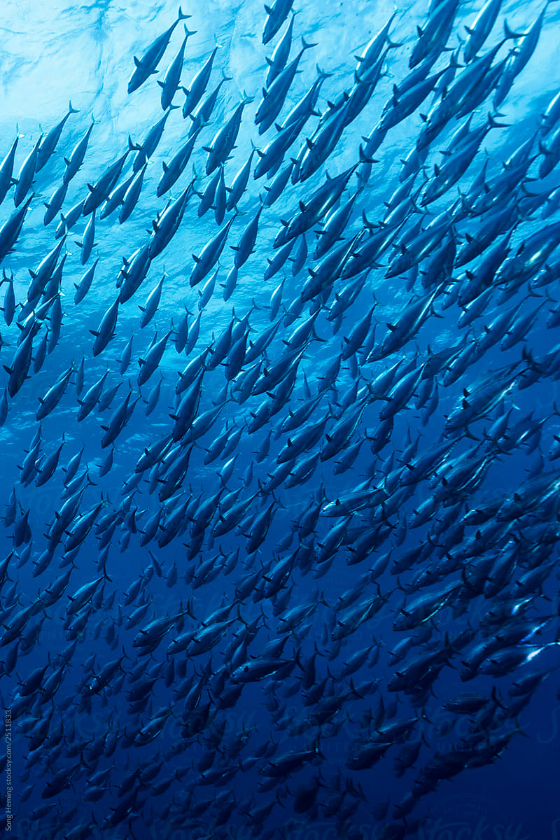 School of tuna fishes