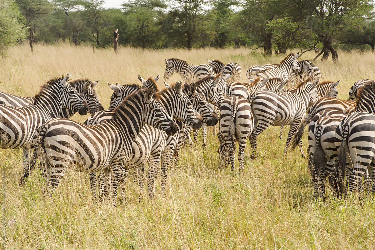 Herd Of Zebra