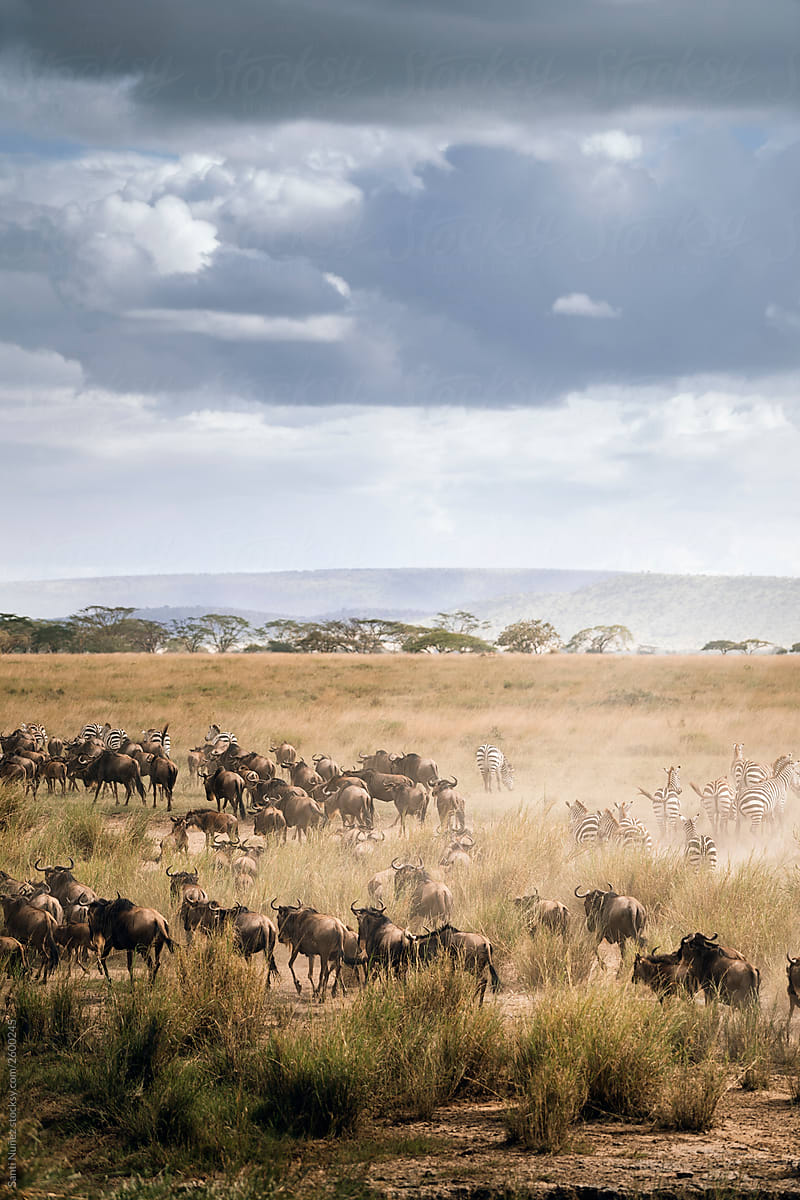 Panorama of wildebeest in great migration in Serengeti National Park landscape