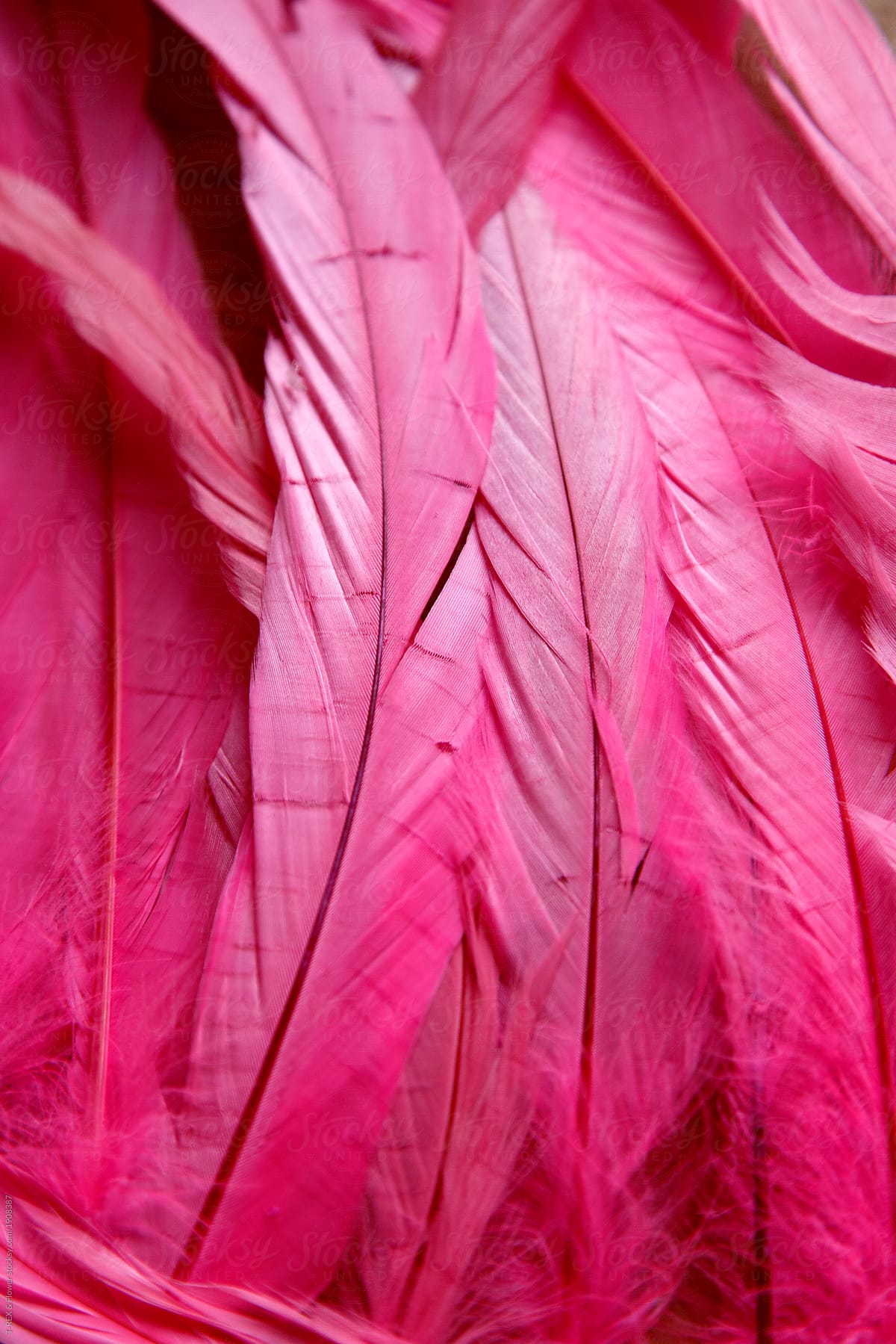 Close-up Texture Of Pink Feathers by Stocksy Contributor Danil Nevsky -  Stocksy