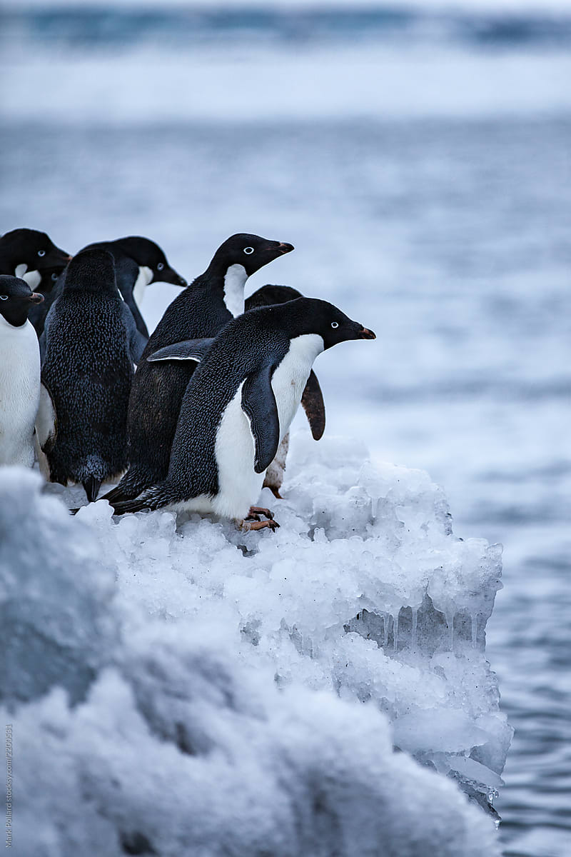Penguins Finding the Courage to Jump