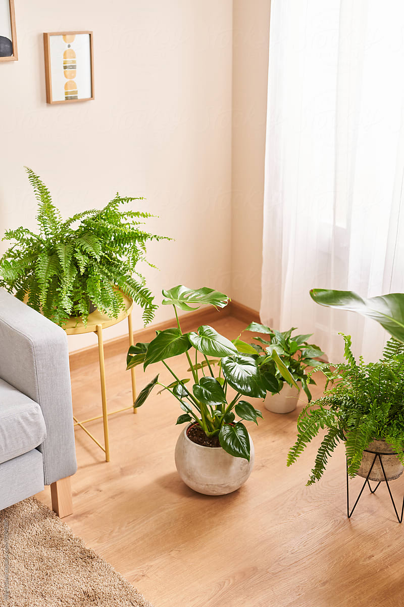 Green potted plants placed near sofa in cozy apartment