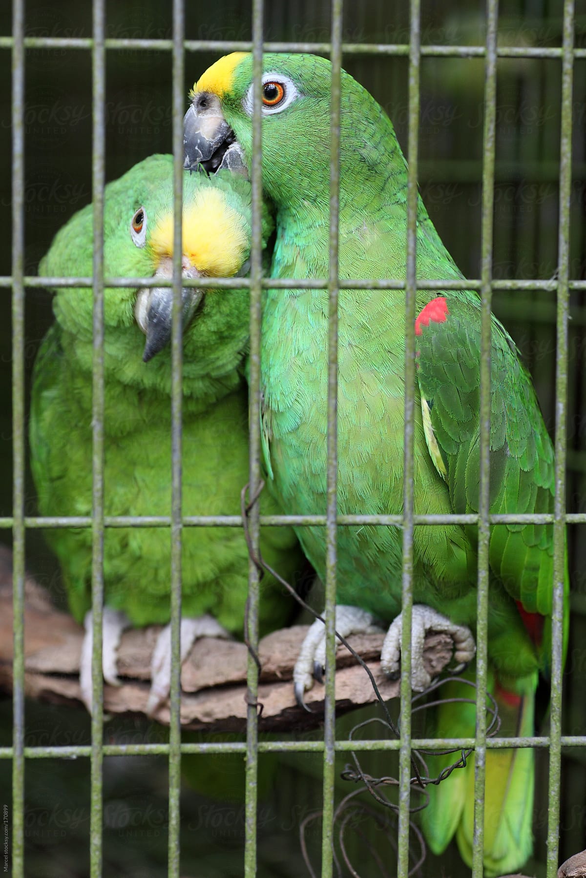 Affectionate parrots