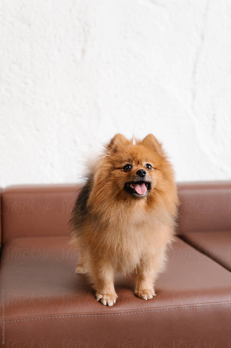 Funny Spitz dog on sofa
