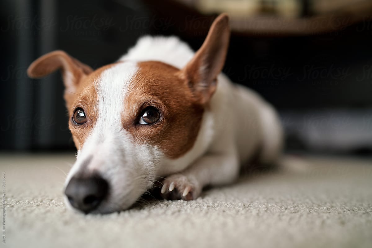 Jack Russell Dog Lying Glumly On Carpeted Floor By Gary Radler Photography Stocksy United