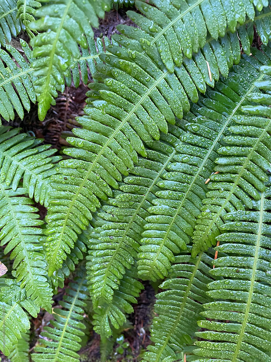 Close up of wet ferns
