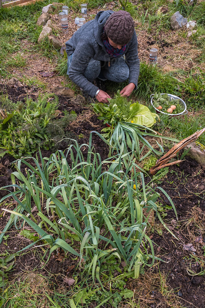 a woman harvesting lunch in veggie patch.
