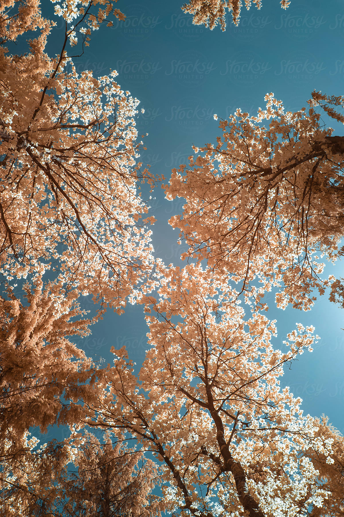 Trees during spring in austria, shot in Infrared IR