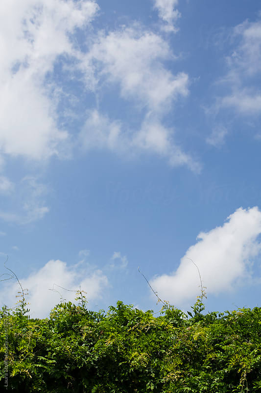 Blue sky above green hegderow in garden in summer day