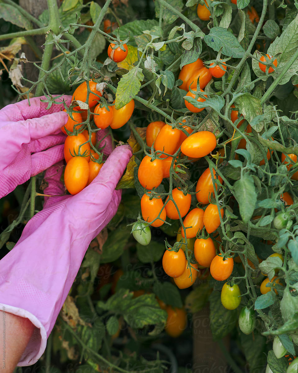 Fresh harvest of yellow tomatoes