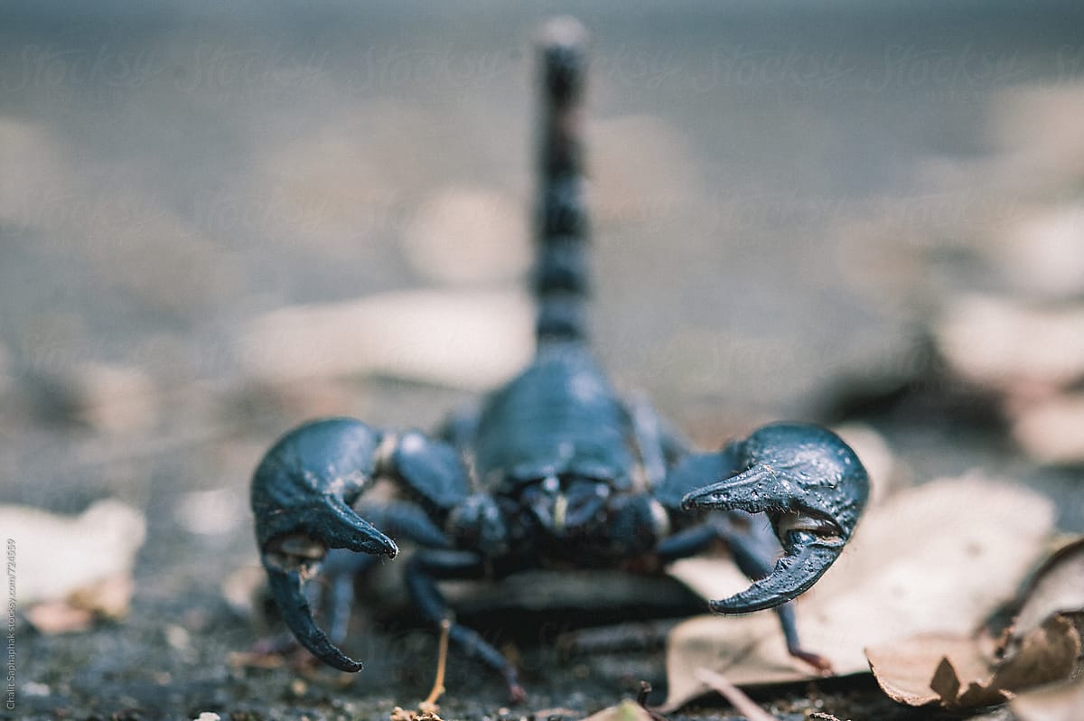 Giant forest scorpions