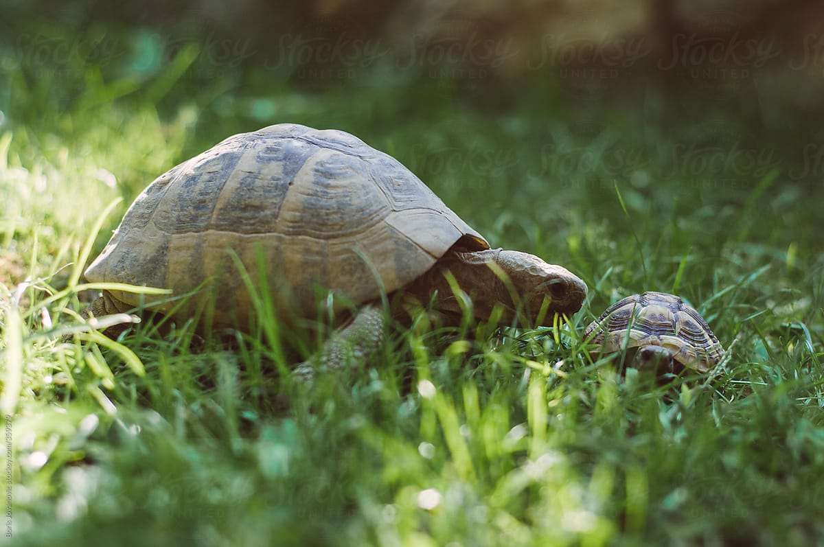 Small and big turtle in grass