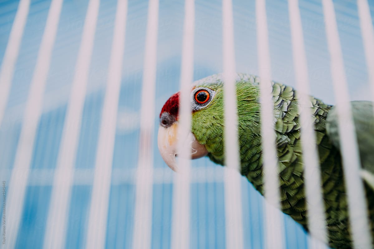 green parrot in a cage
