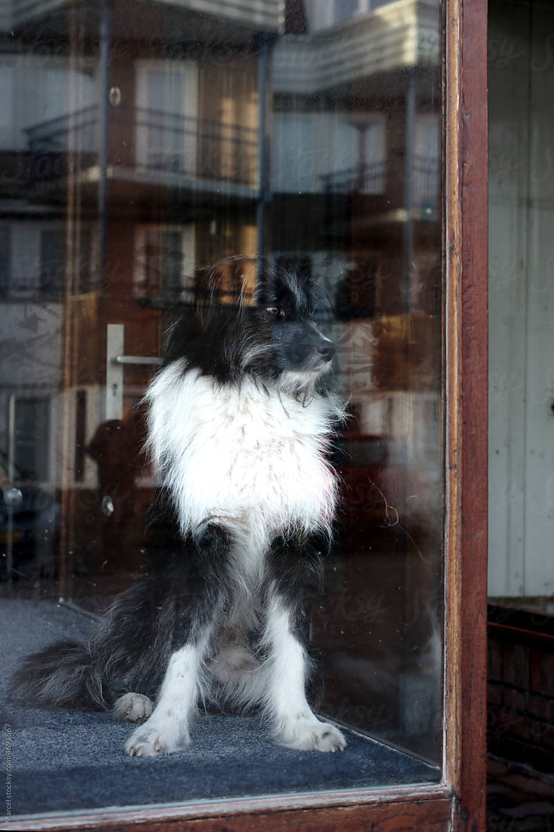 Border collie dog in the window