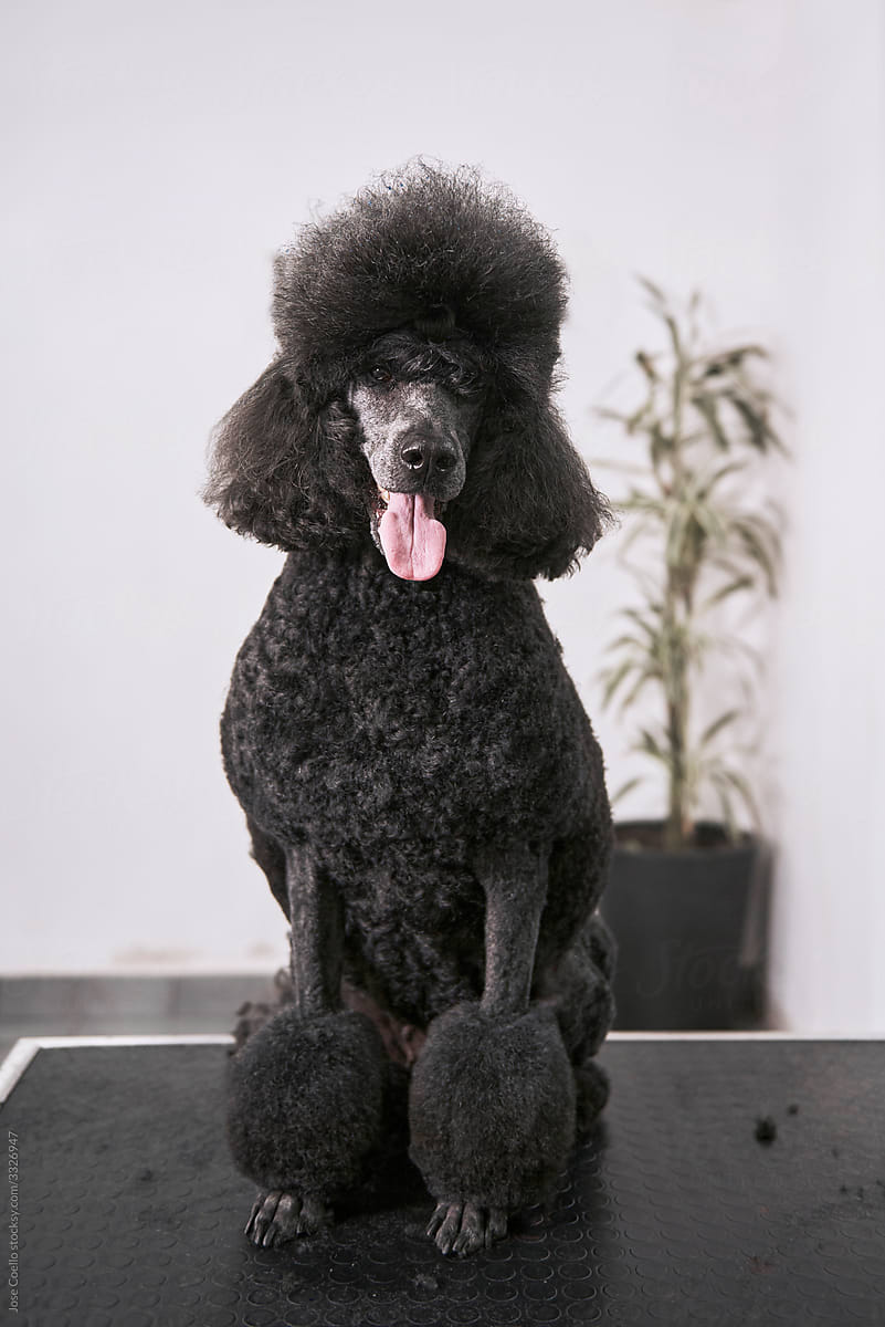 Standard Poodle portrait.