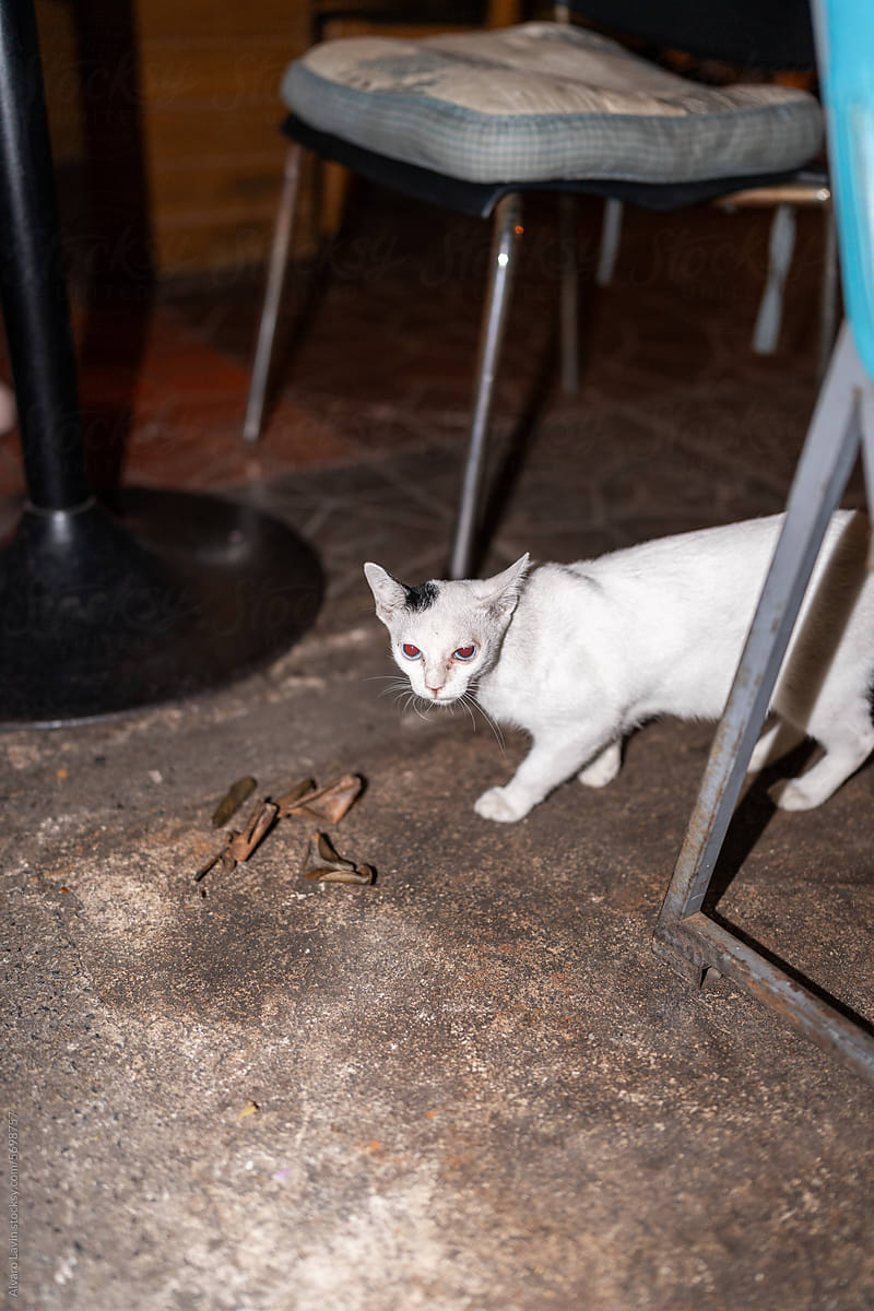 Cat on restaurant floor in thailand