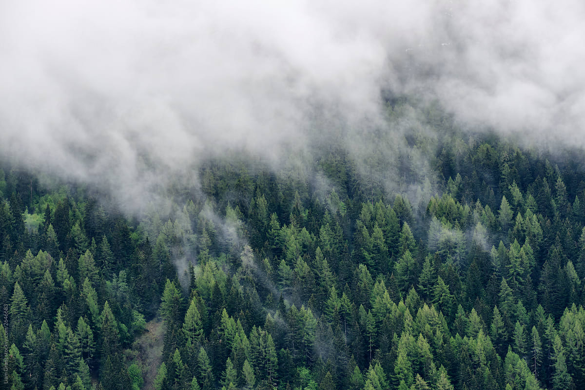 Cloud drifting over mountain forest. Chamonix, France.