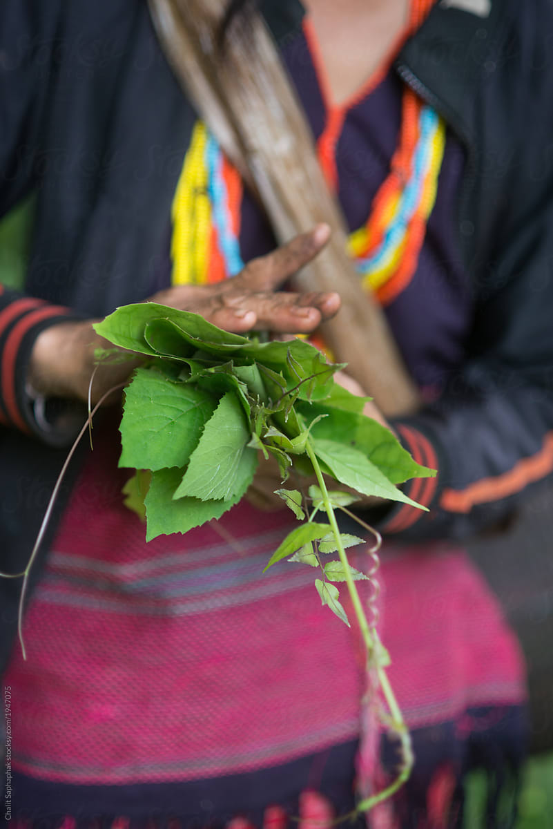 Karen villagers harvest vegetables and herbs