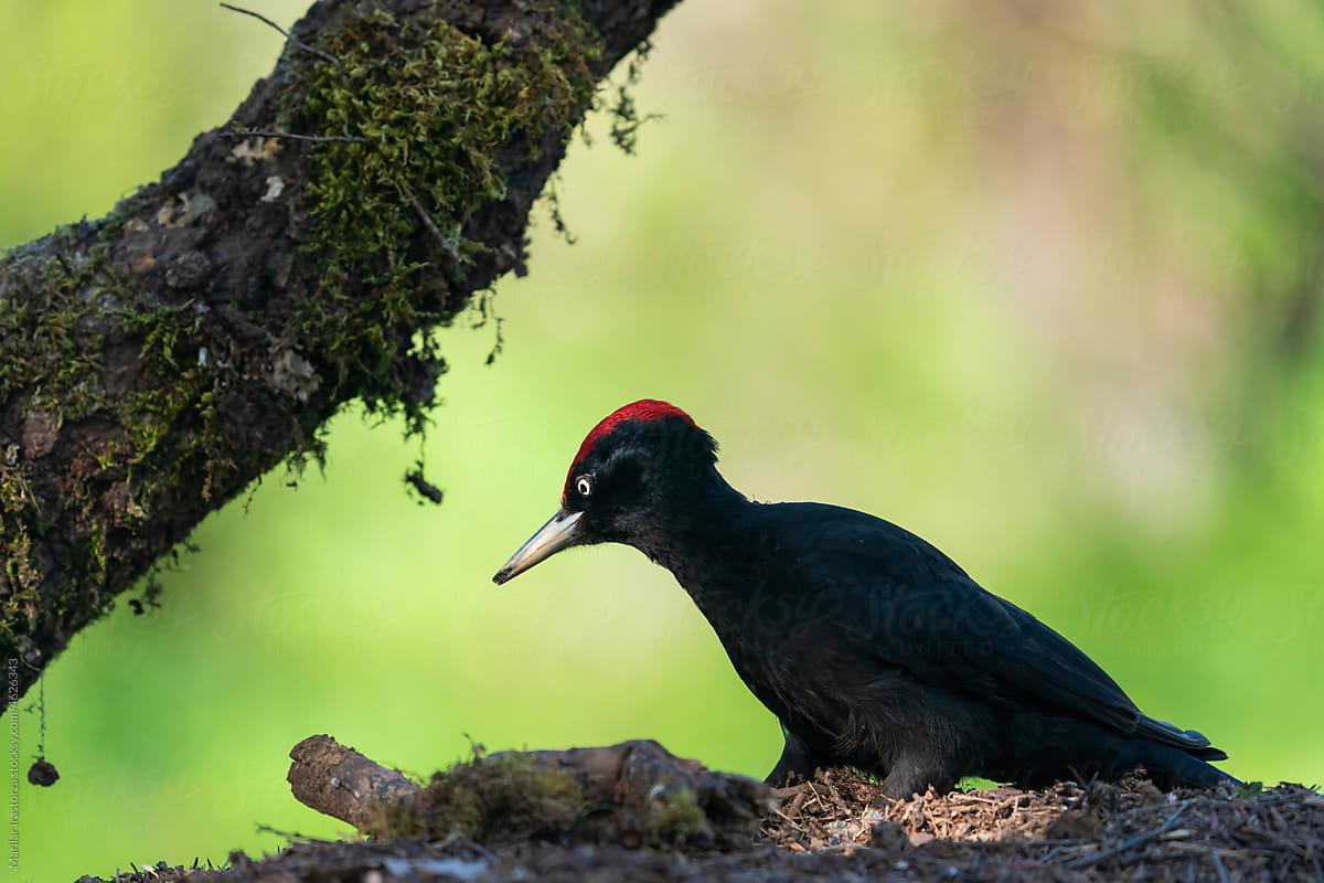 Male Black Woodpecker In His Habitat