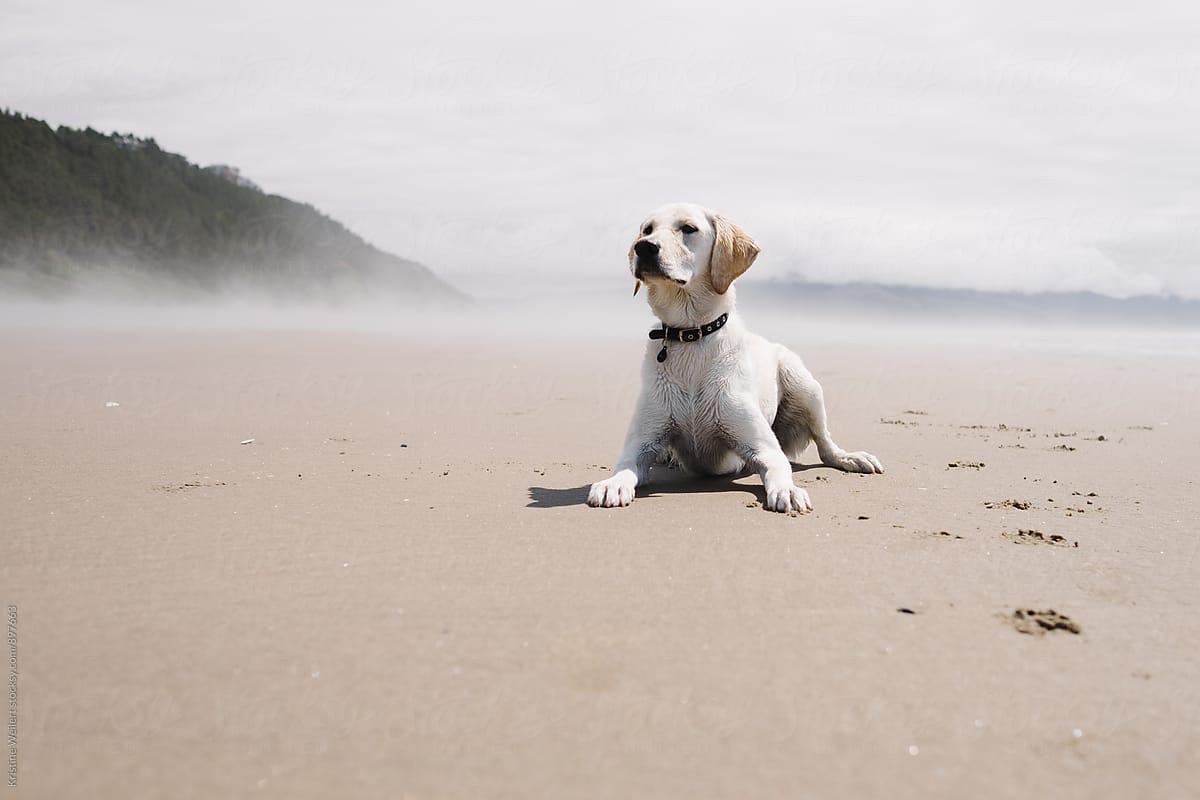 A White Dog Laying in the Sand
