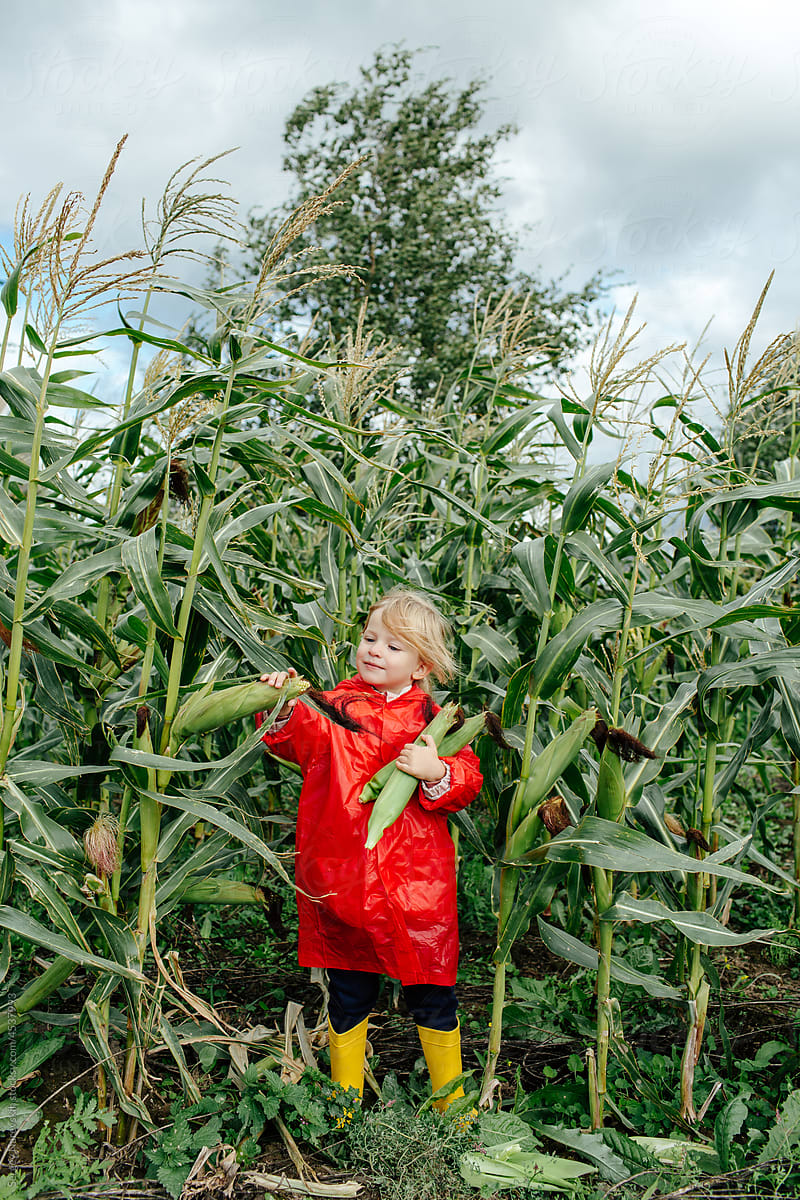 Child touching corn ear